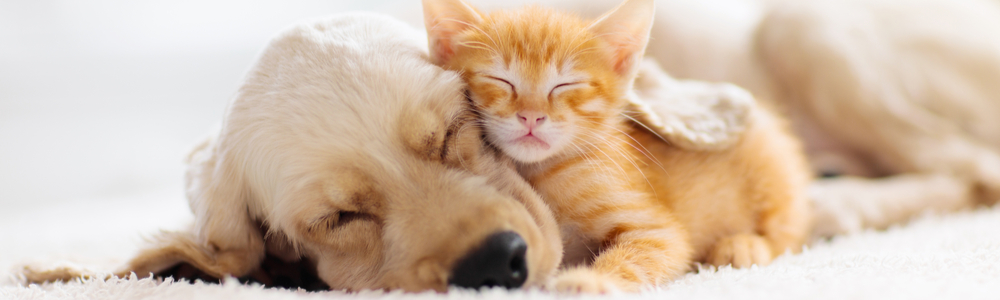 cat and dog sleeping